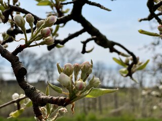 Appartamento per vacanze Friedrichshafen Ambiente 37