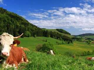 Glückliche Kühe im Bernauer Hochtal