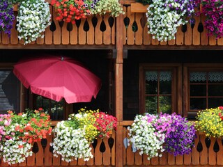 Blumenpracht im Sommer