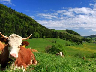 Glückliche Kühe im Bernauer Hochtal