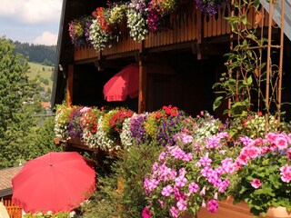 Blumenpracht im Sommer