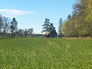 Ferienhaus Lidköping  21