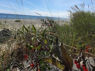 Vakantiehuis Dannemare Buitenaudio-opname 8