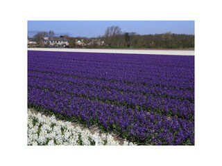 Vakantiehuis Groet Omgeving 37