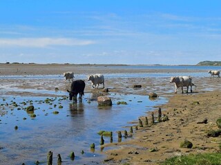 Ferienhaus Havnsø  24