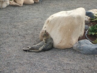 Appartamento per vacanze Costa Calma Ambiente 40