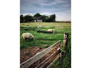 Bungalow Den Burg Ambiente 32