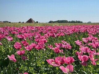 Bungalow Den Burg Omgeving 33