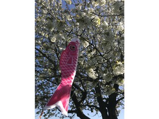 Where the Unlikely Happens: Fish in Cherry Trees…