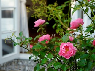 Wishing You a Blooming Good Time!