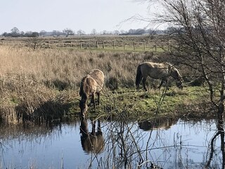 Wild Horses "Koniks" in the Geltinger Birk