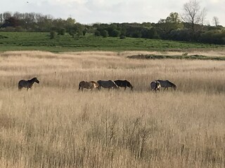 Wild Horses "Koniks" in the Geltinger Birk
