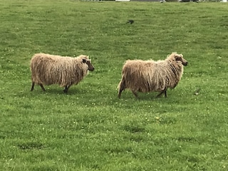 Fluffy Curly Sheep