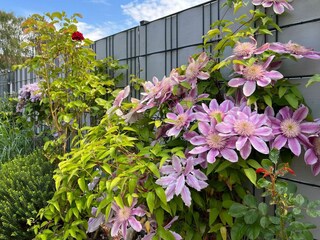 Blumen