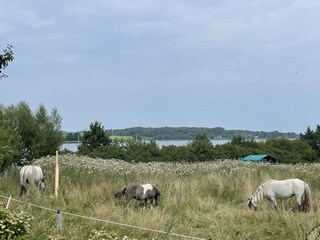 Casa per le vacanze Kosel Registrazione all'aperto 10