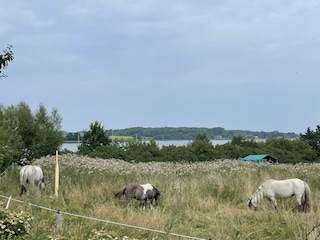 Maison de vacances Kosel Enregistrement extérieur 10