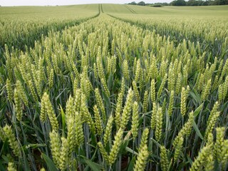 Apartamento de vacaciones Stoltenberg Entorno 13