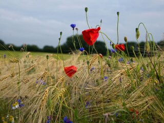 Appartamento per vacanze Stoltenberg Ambiente 11
