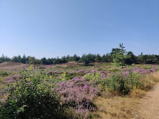 Ferienhaus Kongsmark  7