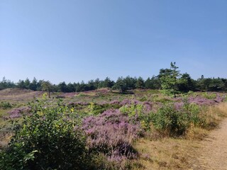 Vakantiehuis Kongsmark  7