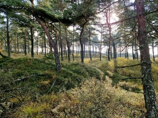 Vakantiehuis Kongsmark Buitenaudio-opname 6