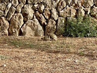 Unsere Schildkröten