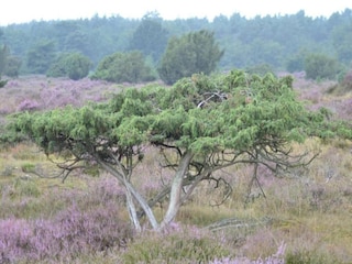 Parc de vacances Vierhuizen Environnement 14