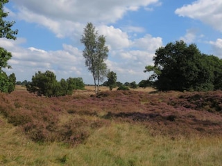 Parc de vacances Vierhuizen Environnement 18