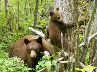 Casa per le vacanze Slocan Registrazione all'aperto 13