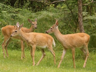 Casa per le vacanze Slocan Registrazione all'aperto 14