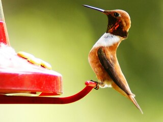 Casa per le vacanze Slocan Registrazione all'aperto 19