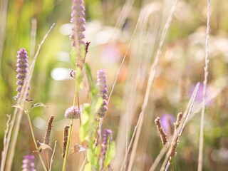 Casa de vacaciones Dänschendorf Grabación al aire libre 7