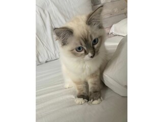 Villa Bergen (Holland) Équipement 5