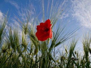 Appartamento per vacanze Stoltenberg Ambiente 18