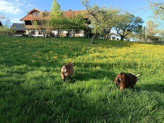 Obstgarten mit Ferienwohnung im Hintergrund