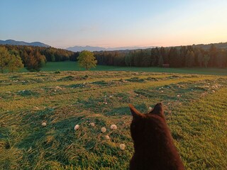 Abendstimmung hinterm Haus mit Kater Striezi