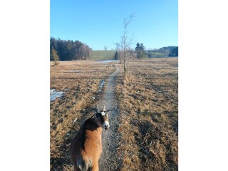 Wanderweg durch's Rothenrainer Moor