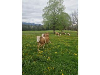 Kälberweide mit Spazierweg "Fischbacher Runde"