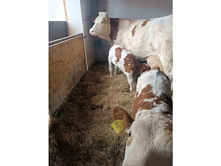 Unsere Kuhgebundene Kälberaufzucht