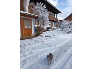 Katze Susi im Schnee