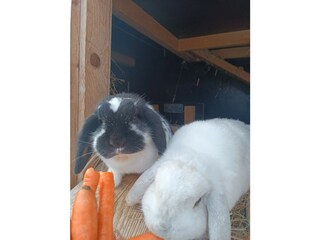 Unsere Kaninchen und Meerschweinchen