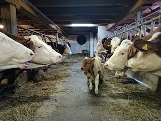 Frühchen "Rocky" auf Tour
