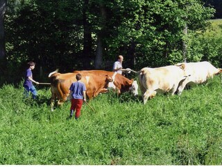 Umtreiben der Weideflächen