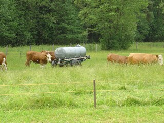 Im Sommer geht´s auf die Weide