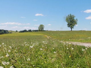 Spazierweg hinter'm Hof