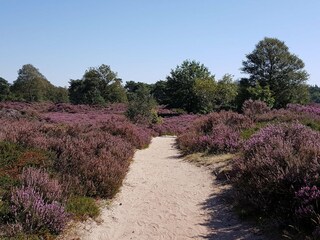 Vakantiehuis Harkema Omgeving 18