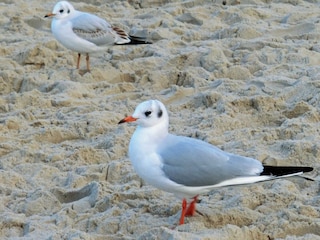 Möwe am Strand