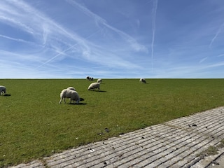 Ferienhaus Hooksiel Umgebung 33