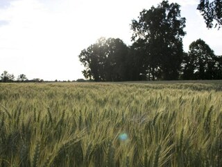 Vakantiehuisje Busseto Omgeving 32