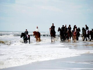 Parc de vacances Scharendijke Environnement 22